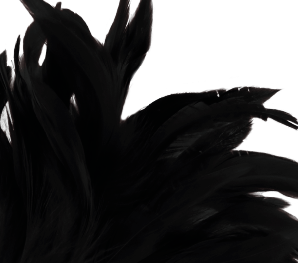 Plume érotique Darkness de couleur noire avec son manche